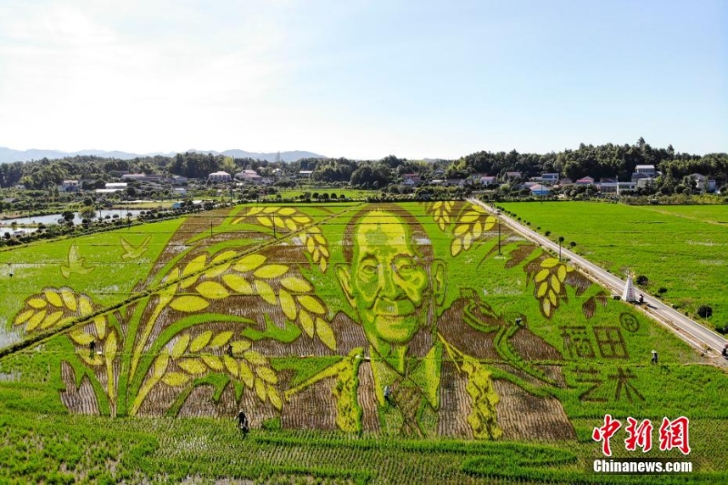 長沙百畝稻田里種出袁隆平巨幅畫像