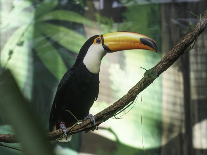 大巨嘴鳥。 圖片來源：臺(tái)北市動(dòng)物園