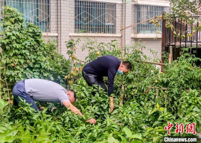 烏魯木齊市沙依巴克區(qū)克西路社區(qū)，居民整理花園里種植的蔬菜?！＄娦?攝