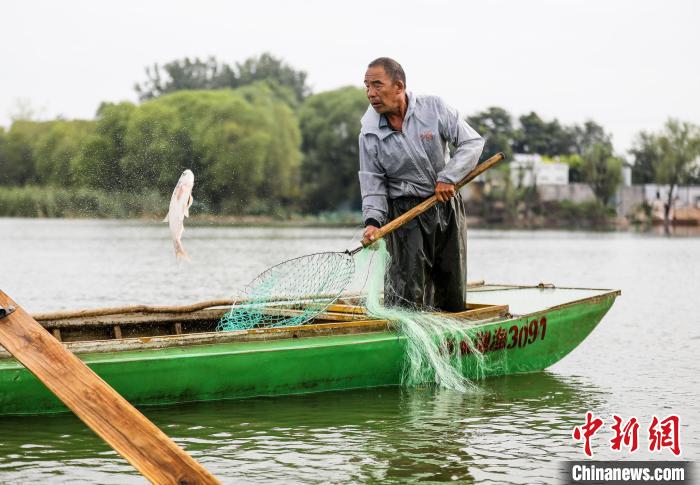 一條大魚被漁民用抄網(wǎng)撈起?！￡惪?攝