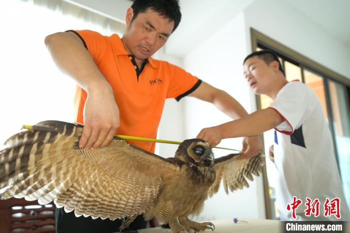 福建建甌：成功救治國家二級保護動物褐林鸮