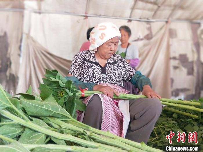 工人在種植基地將采摘的向日葵捆把。　趙國華 攝