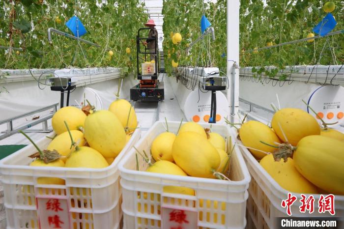 溫室內(nèi)，黃瓜、甜瓜、西紅柿等水果蔬菜成熟，工人們忙著將采摘下來的瓜果蔬菜裝箱發(fā)走?！°蟛?攝