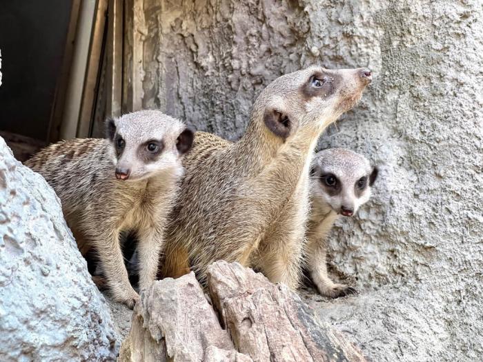 高雄壽山動物園5月誕生2只狐獴寶寶，9月初由狐獴哥哥帶路，首次出洞，新生狐獴跟在哥哥身旁觀察新環(huán)境，萌樣吸睛。圖片來源：臺灣“中央社”(高雄市觀光局提供)。