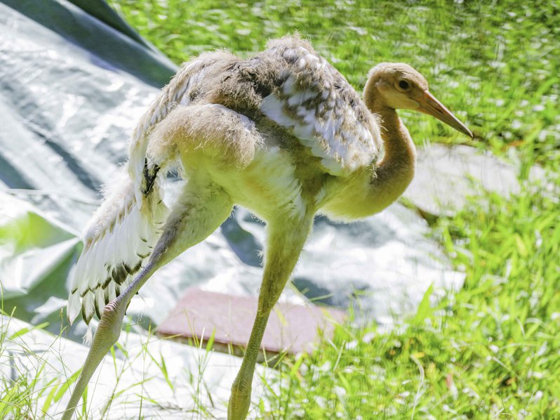 臺(tái)北動(dòng)物園丹頂鶴寶寶將命名“哩鶴”。 圖片來(lái)源：臺(tái)北市立動(dòng)物園