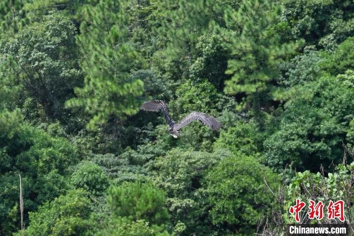 兩個月前受傷被救的國家一級保護動物海南鳽等，16日成功放歸野外，重回大自然?！￡愺K旻 攝