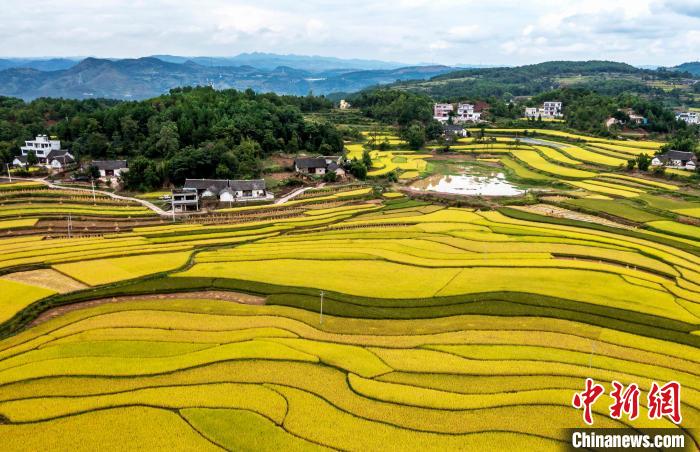 9月16日，航拍貴州省黔西市錦星鎮(zhèn)洪湖村稻田。