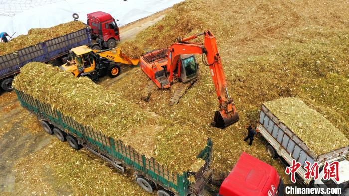 黃儲玉米秸稈飼草裝車。(無人機照片) 杜得天 攝