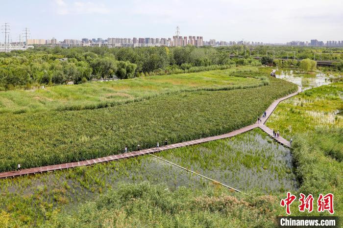 圖為永定河休閑森林公園內(nèi)的濕地?！”本┦袌@林綠化局供圖