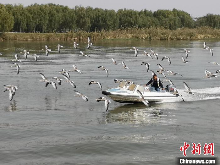 鴻雁貼著湖面飛行?！∩虼毫?攝