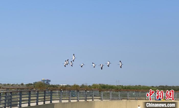 黃河入?？凇吧鷳B(tài)+旅游”模式助力黃河國家文化公園建設(shè)