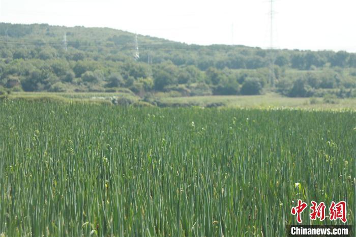 一個(gè)小山村的嬗變：農(nóng)旅融合打造家門口的“詩(shī)和遠(yuǎn)方”