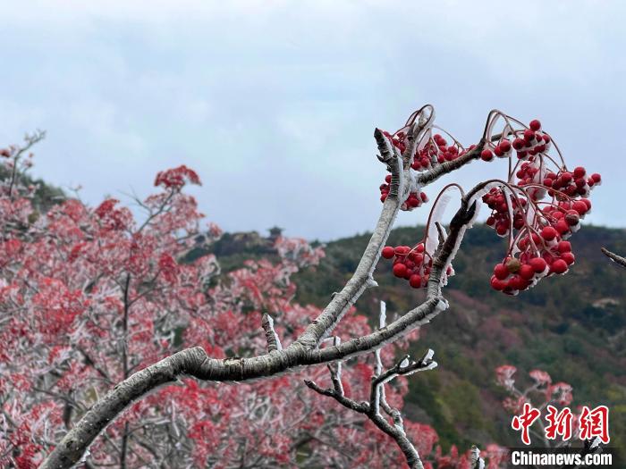 10月4日，泰山之巔現(xiàn)霧凇奇觀，冰雕玉砌、晶瑩閃爍的霧凇綴滿枝頭，一樹樹、一叢叢，甚是好看?！±捉?攝