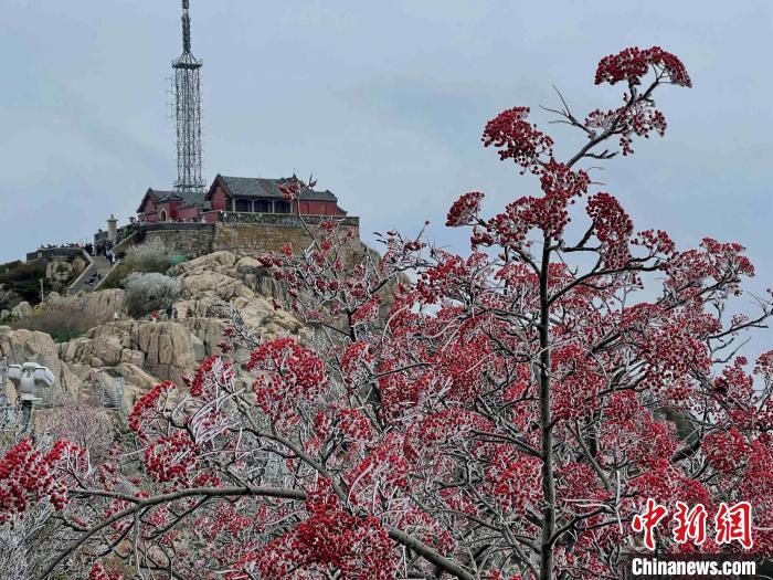 10月4日，泰山之巔現(xiàn)霧凇奇觀，冰雕玉砌、晶瑩閃爍的霧凇綴滿枝頭，一樹樹、一叢叢，甚是好看。　雷杰 攝