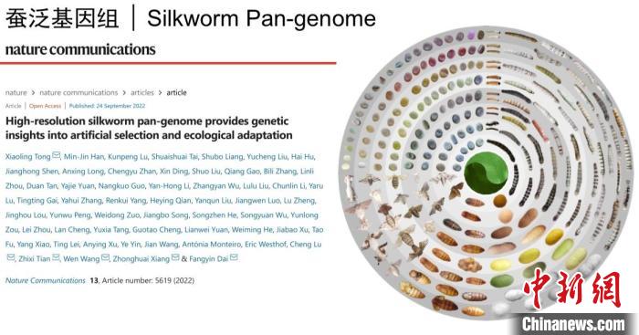 圖為家蠶生命周期各階段豐富的表型多樣性?！〖倚Q基因組生物學(xué)國(guó)家重點(diǎn)實(shí)驗(yàn)室供圖