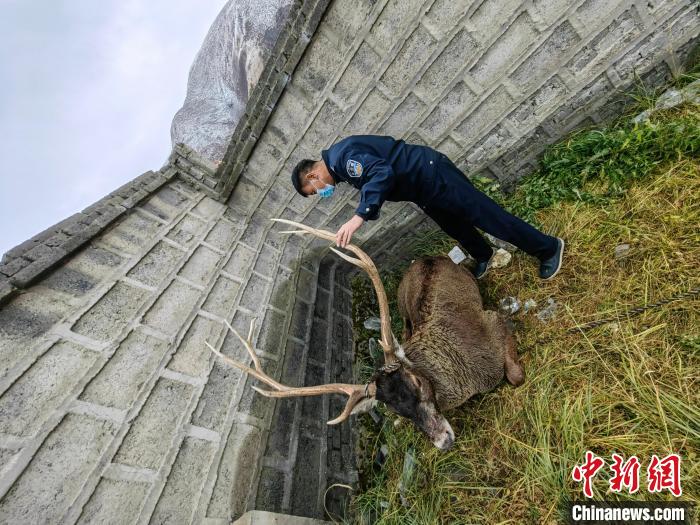 圖為民警查看白唇鹿傷勢(shì)?！》Q(chēng)多縣公安局森林警察大隊(duì)供圖