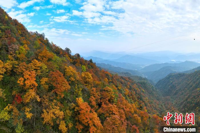 深秋的瓦屋山五彩斑斕，秋色如畫?！⒅铱?攝