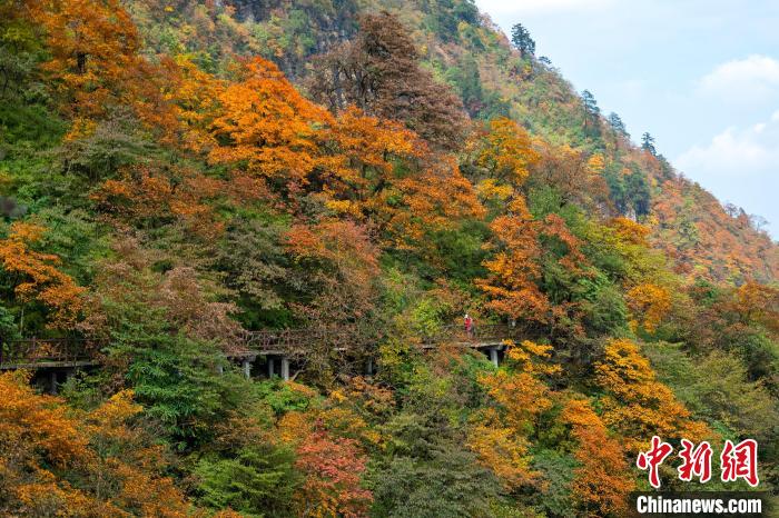 游山步道穿過彩林，美不勝收?！⒅铱?攝