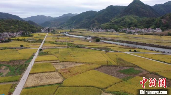 浙江袁隆平水稻試驗(yàn)田“巨型稻”迎來收割