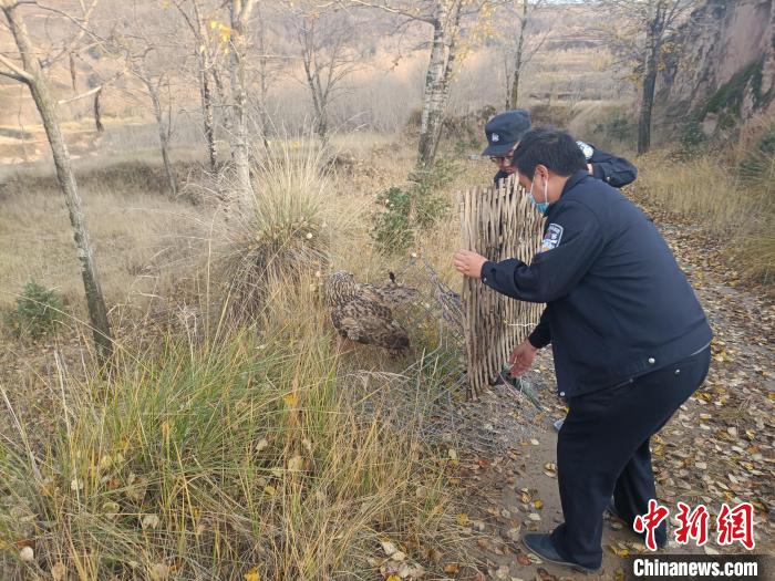 圖為民警正在對國家二級保護野生動物長耳鸮進行放飛?！』ブ补﹫D