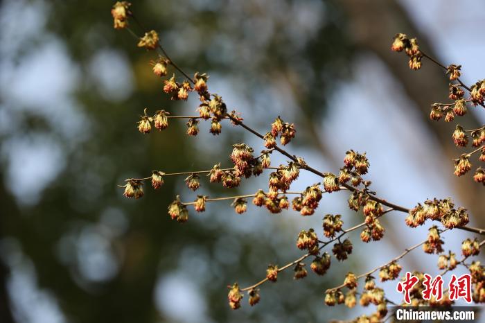 銀縷梅的花沒(méi)有花瓣，十分稀奇。　南京中山植物園供圖