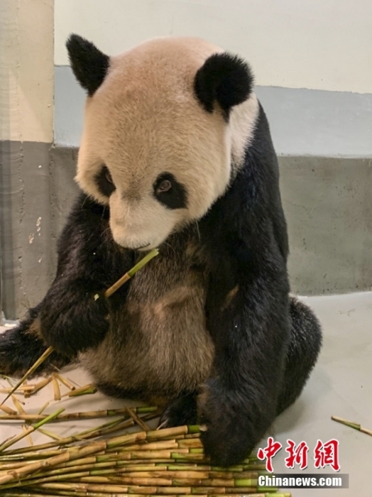 2022年11月2日，大熊貓團(tuán)團(tuán)在臺北市立動物園內(nèi)吃竹筍。圖片來源：視覺中國