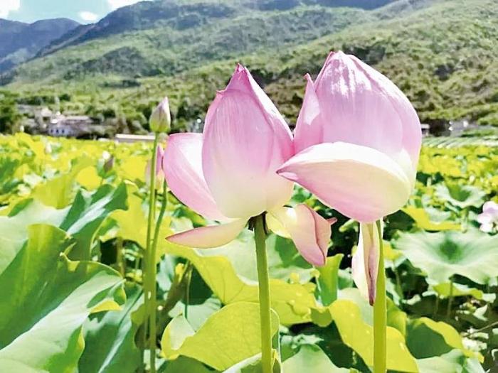 臺媒看大陸：荷花映日、竹林蔥翠——云南祿豐九渡村發(fā)展鄉(xiāng)村特色旅游