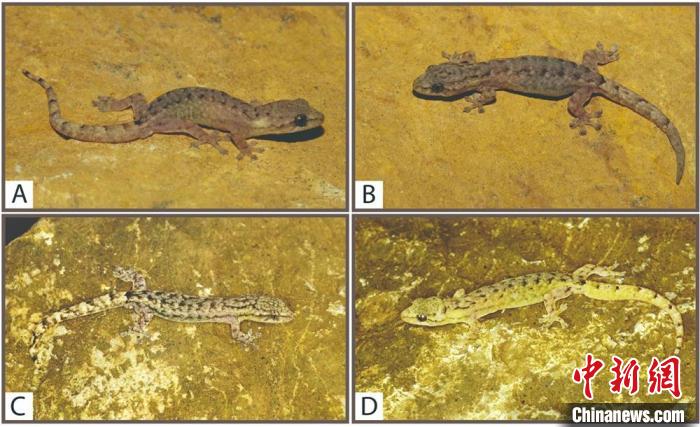 云南發(fā)現(xiàn)半葉趾虎屬2個(gè)新種