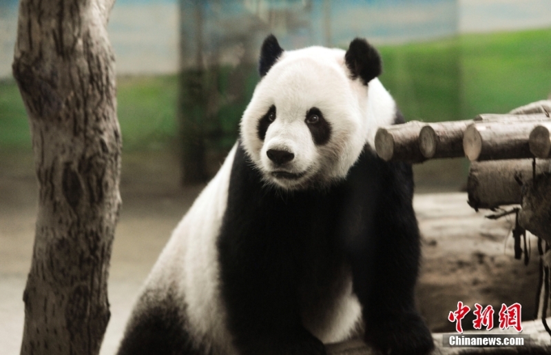 資料圖：2013年8月4日，臺北市立動物園內(nèi)熊貓館的大熊貓“團團”。當日，大熊貓寶寶“圓仔”的滿月，臺北市立動物園熊貓館人聲鼎沸，因媽媽“圓圓”坐月子無法同大家見面，大熊貓爸爸“團團”就成了民眾參觀的目標。<a target='_blank' href='/'>中新社</a>記者 劉震 攝