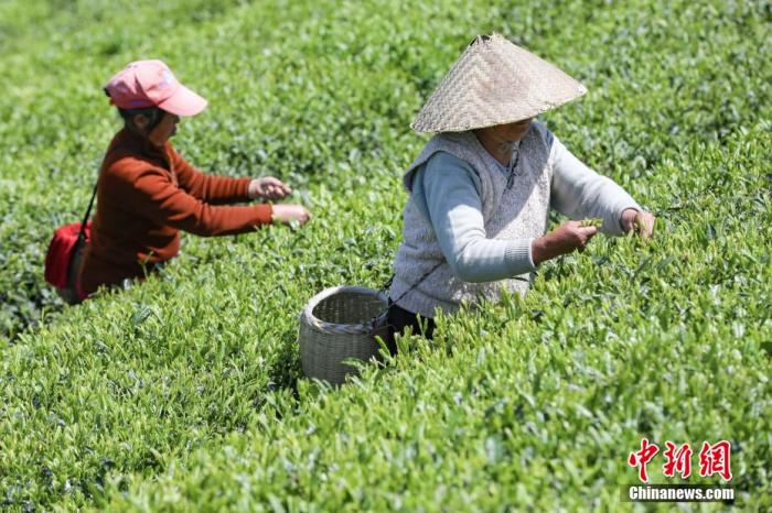 圖為兩位茶農(nóng)在云霧鎮(zhèn)鳥(niǎo)王村茶園采摘茶葉。 瞿宏倫 攝