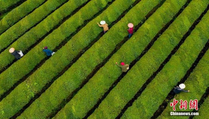 航拍江西省新余市渝水區(qū)水北鎮(zhèn)1000多畝生態(tài)茶園。 趙春亮 攝