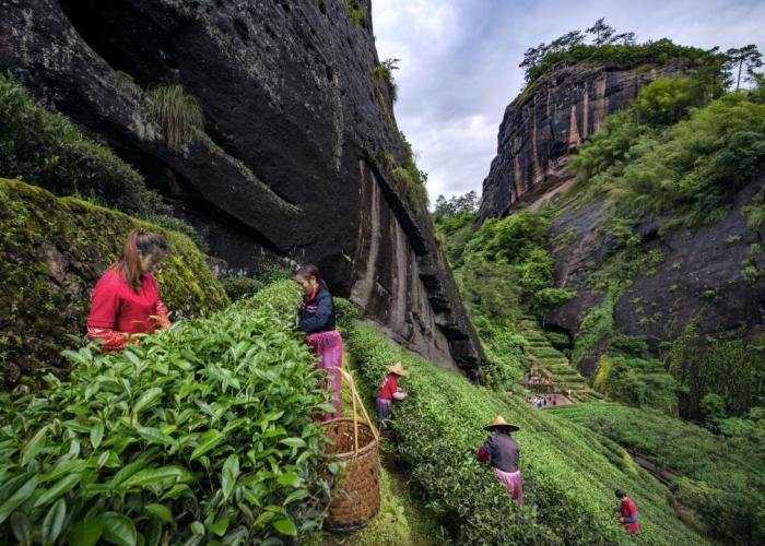 采茶工在福建武夷山茶園采茶。