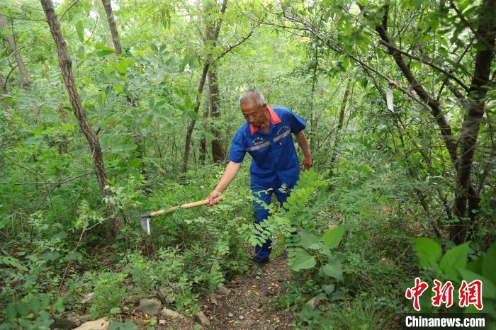 圖為張鶴珊巡護(hù)中用鐮刀開路。(資料圖) 曹建雄 攝