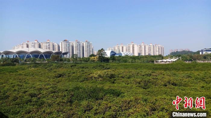 圖為防城港市北部灣海洋文化公園內(nèi)紅樹林郁郁蔥蔥。　馮抒敏 攝