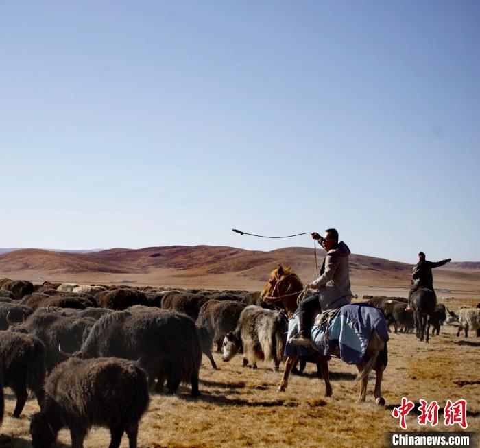 青海唯一蒙古族自治縣：牛羊壯不壯，要看草原好不好