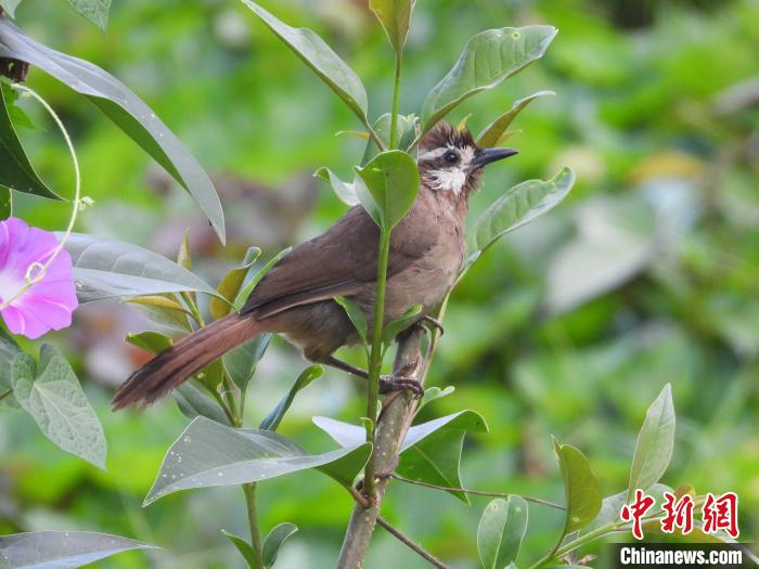 圖為鳥類白頰噪鹛?！≠F陽市委宣傳部供圖