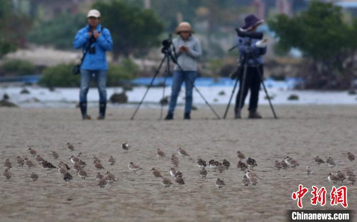 2023海南越冬水鳥調(diào)查?！≌{(diào)查隊供圖