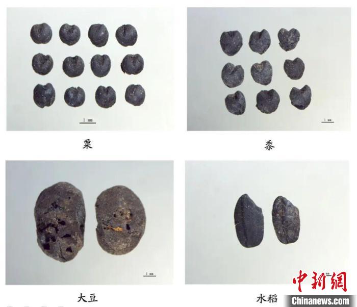 植物遺存?！∩轿魇】脊叛芯吭汗﹫D