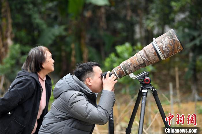 探秘廣西邊城小村莊：昔日村民獵飛禽如今“人來鳥不驚”