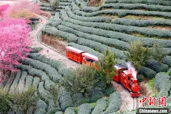 為增強(qiáng)游客體驗(yàn)，永福櫻花茶旅景區(qū)新增小火車等多種項(xiàng)目。　龍巖市融媒體中心供圖