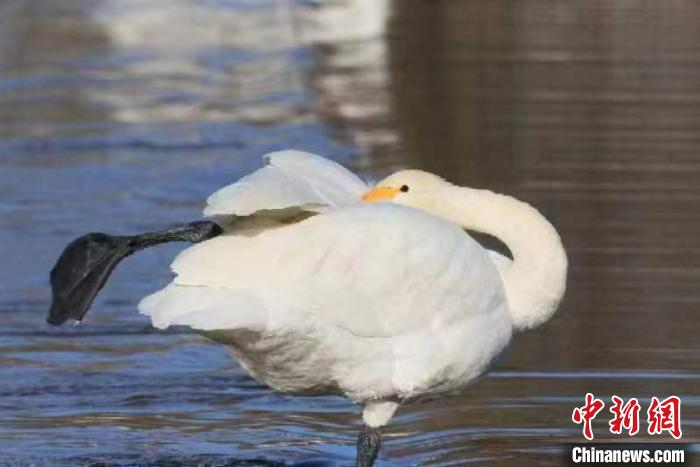 2月27日，30多只大天鵝飛臨北京市平谷區(qū)金海湖。它們?cè)诖喝张?yáng)下的湖水中息憩。　王龍躍 攝