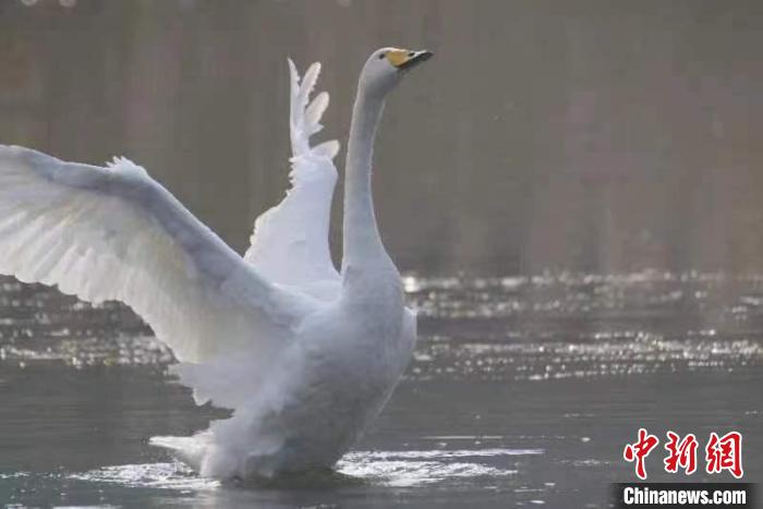 2月27日，30多只大天鵝飛臨北京市平谷區(qū)金海湖。它們?cè)诖喝张?yáng)下的湖水中息憩。　王龍躍 攝