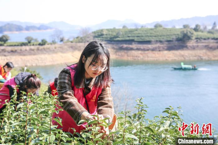 志愿者采摘千島湖茶?！⊥踅ú?攝