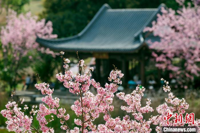 櫻花綻放，風(fēng)景秀美?！『喂饷?攝