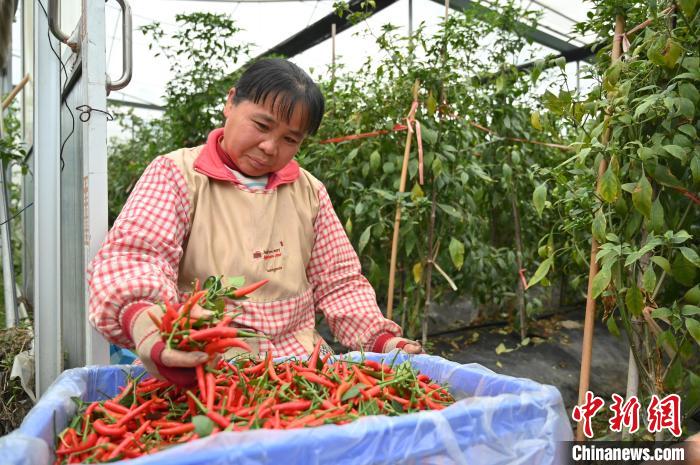 工作人員在賀州市八步區(qū)東融(供港)蔬菜基地采收辣椒?！∮峋?攝