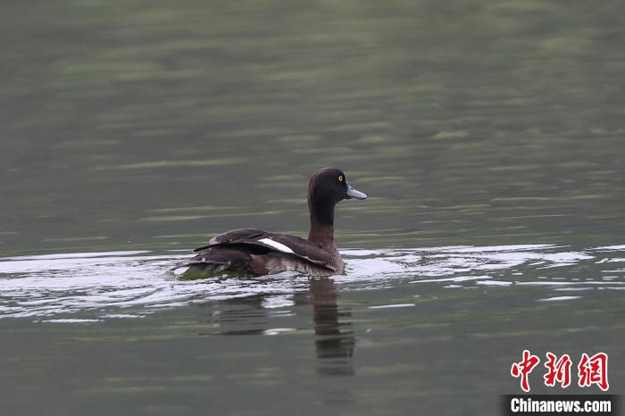 圖為鳳頭潛鴨在水中嬉戲。　肖書平 攝