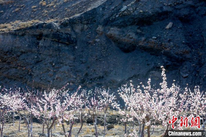 賀蘭山下盛開的山桃花?！≠囀?攝