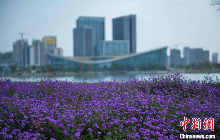 東安湖體育公園一角?！⒅铱?攝