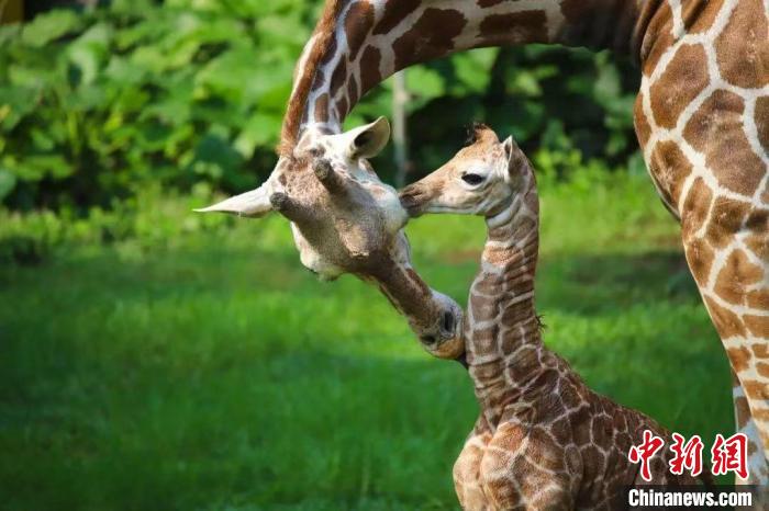 廣州動物園長頸鹿館迎新成員出生身高達1.9米