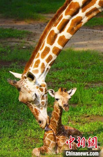 長頸鹿寶寶迎來“滿周” 廣州動物園 供圖